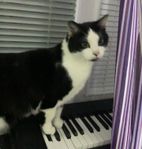 Katt