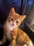 kattunge
