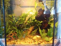 guppy och körsbärsräkor 