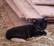 Kattunge 