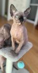 Sphynx kattungar med stamtavla