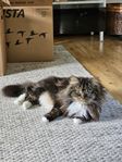 2 kastrerade hankatter