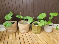 Stockros