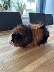 Två marsvinshanar