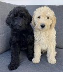 Labradoodle valpar väntas