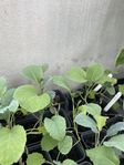 tomatplantor kålplantor