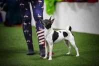 Aktiv och glad Rat terrier tik