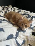 Fluffiga Kattungar