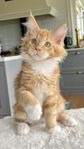 Maine Coon efter hälsotestade föräldrar m stamtavla