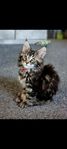 maine coon leveransklar