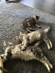Maine coon renrasiga redo för flytt.