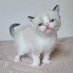 Kattungar