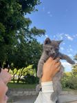 kattunge söker kärleksfullt hem