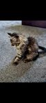 maine coon leveransklar