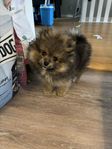 Pomeranianvalp tik 