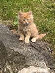 kattungar