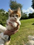 kattunge