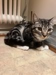 Söt och social katt söker nytt kärleksfullt hem 