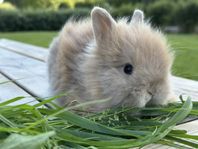 Kaninunge Kanin Dvärgteddy honor, supergosiga