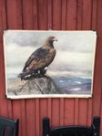 skolplansch kungsörn