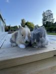 Kaninunge, Kanin, dvärgteddy, supergosiga! 