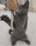 kattungar blandras ragdoll brittiskkorthår la perm 