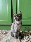 Bengal / Exotic perser kattungar