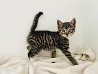 Kattungar 