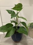 Epipremnum Jungle Star med kruka 