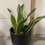 Sanseveria växt med kruka 