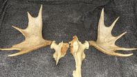 Horn