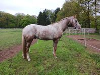 Appaloosa Hingst