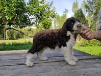 Portugisisk vatten hunds valpar, Hanar