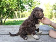 Portugisisk vattenhund han valpar
