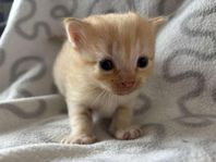 kattungar 