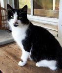 Jag söker ett lantligt hem för min fina utekatt