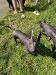 Xoloitzcuintle stor, naken hanvalp.