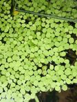 Salvinia, flytande växt