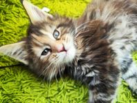 Maine Coon kattungar 