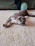 Katten Sally söker nytt hem 