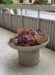 Vacka stora blomurnor