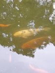 Koifisk