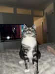 Omplacering Katt