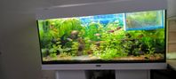 juwel 180 liters med underskåp