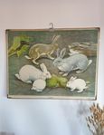 Äldre fin skolplansch Kanin, av Nils Tirén, 1931