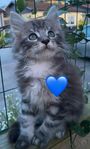 Maine Coon bebisar