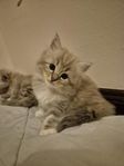 kattungar
