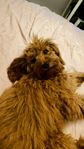 Tryggt och kärleksfullt hem sökes till  Winston (Cavapoo)