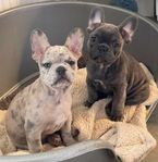 Sickan &Dumbo fransk bulldog killar