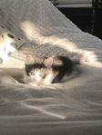 kattunge